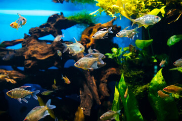 Fototapeta na wymiar small fish swimming in a large transparent aquarium close up