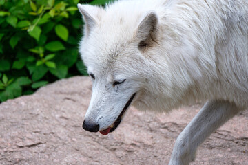 Naklejka premium White wolf portrait walking on natural background