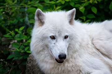 White wolf portrait on natural background