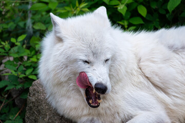 Obraz na płótnie Canvas White wolf portrait playing with his tongue