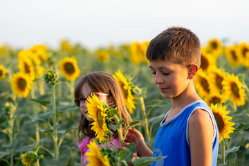 Happy children in yellow garden of sunflowers. The children in sunflowers. Kids happiness concept