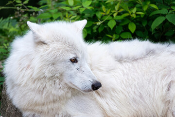 White wolf portrait