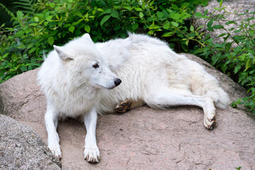 White wolf resting on a rock