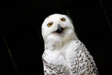 Snowy owl portrait on dark background