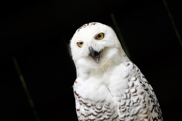 Snowy owl portrait on dark background