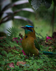 blue crowned motmot 
