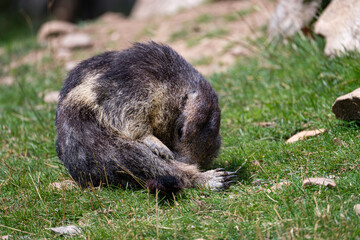 Alpine marmot close-up