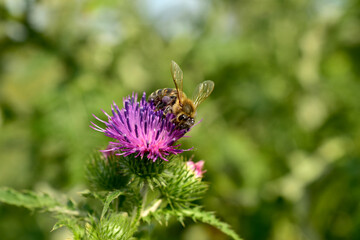 In the picture, a close-up bee collects nectar from a thistle flower.