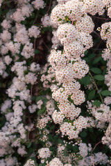 Blooming bush Spiraea shrub with a lot of white flowers. Spring time.
