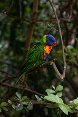 Loriini sitting on a tree branch