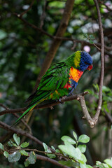 Loriini sitting on a tree branch puffing itself up