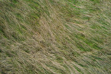 Top view of dry grass in a pasture. Hail has flattened the plants. Pattern, perfect for backgrounds.