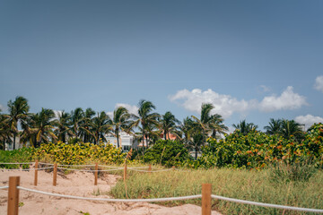 Fototapeta na wymiar trees on the beach palms tropical Miami Florida 