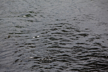 river and sea water texture