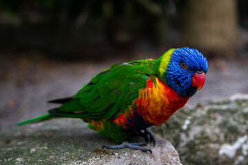 loriini sitting on a stone looking right to the camera
