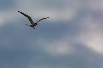 Tern in flight