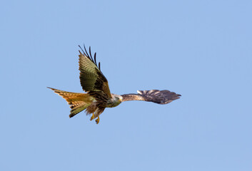 Close-up of a Red Kite (Milvus milvus) in Flight