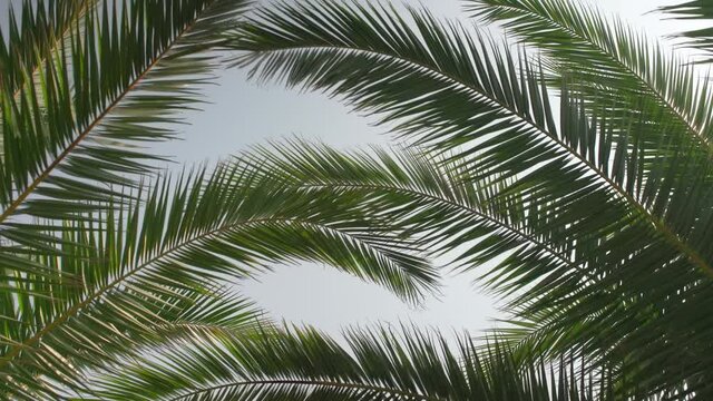 Looking up palm leaves moving in slow wind