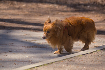 A cute dog is walking in the city park area. Sunny day. Pet. Blurred background. Close-up.