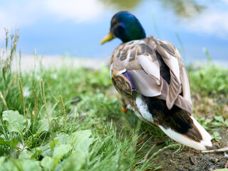 Back view of a duck by a pond in a city park