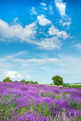Naklejka na ściany i meble Beautiful lavender field against blue cloudy sky