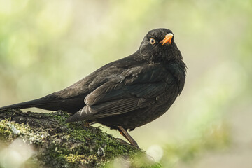 Amsel im Sonnenschein