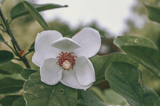 Closeup white flower of Magnolia sieboldii