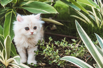 The persian kitten with blue eyes in a nature