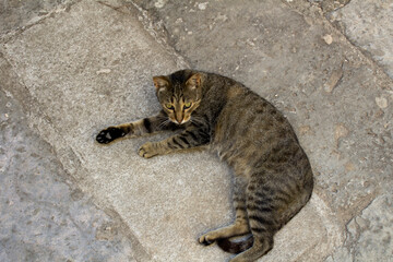 Close-up on gray cat on the gray stones of the pavement. Kotor. Montenegro.