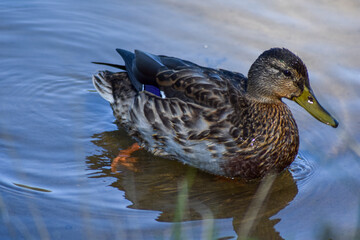 Beautiful duck swims in the lake