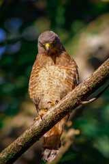 roadside hawk looking at the camara and perched in a branch 
