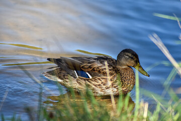Beautiful duck swims in the lake