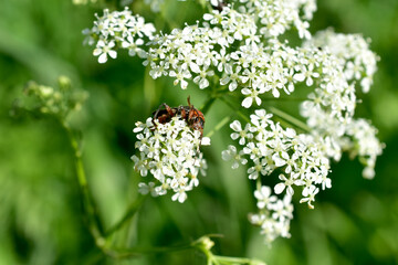 Close-up of a black-brown barbel beetle sits on white flowers of grass.