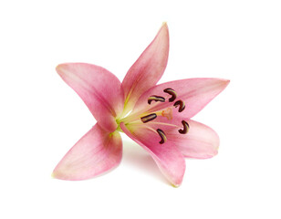 Fototapeta na wymiar Beautiful Lily flower isolate on white 