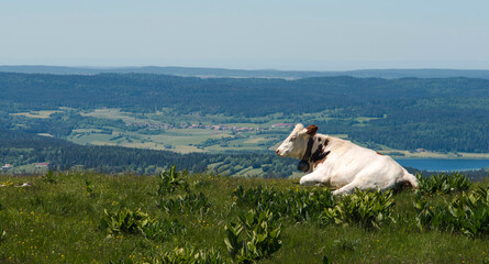 Vache montbéliarde sur le mont d'Or à Longevilles-Mont-d'Or, Doubs, France