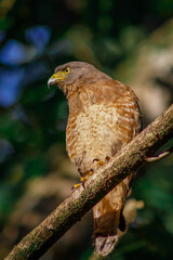 hawk on a branch 
