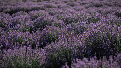 Fototapeta na wymiar Beautiful purple lavender field at sunset. Size for banner.