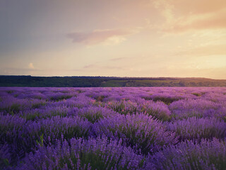 Fototapeta na wymiar Picturesque view of blooming lavender field. Beautiful purple pink flowers in warm summer sunset light. Fragrant lavandula plants blossoms in the meadow
