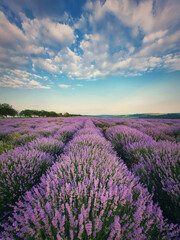 Naklejka na ściany i meble Picturesque scene of blooming lavender field. Beautiful purple pink flowers in warm summer sunset light. Vertical view, fragrant lavandula plants blossoms in the meadow