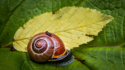 Schnecke
