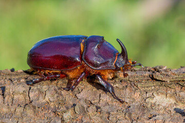rhinoceros beetle crawling through the bark of a tree on a sunny day