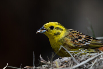 Goldammer Vogel