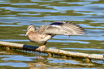 Beautiful duck swims in the lake