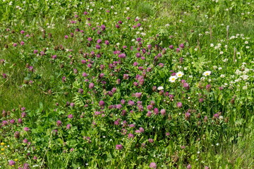 Red meadow clover (Latin Trifolium praténse) blooms in a green meadow on a sunny summer day.
