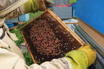 A beekeeper inspects hives and bees in the apiary