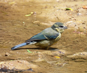 The great tit (Parus major)