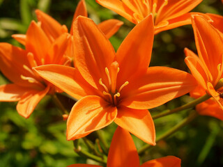 Obraz premium Pink buds of lilies blooming in the garden.