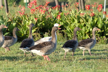 A group of ducks walking in a Park.