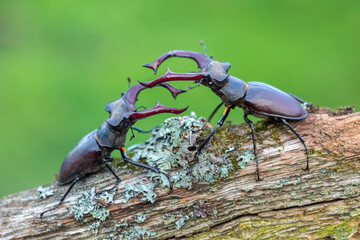 Stag beetle are fighting on a branch on a green background