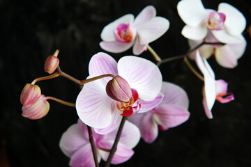 Naklejka na ściany i meble white pink orchid flower on a black background